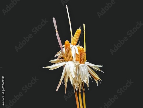 The picture shows a dried corn plant with a light brown stalk and creamy white leaves. There are three or four dried yellow-orange corn cobs on the plant, making it a delicious crop to eat. photo