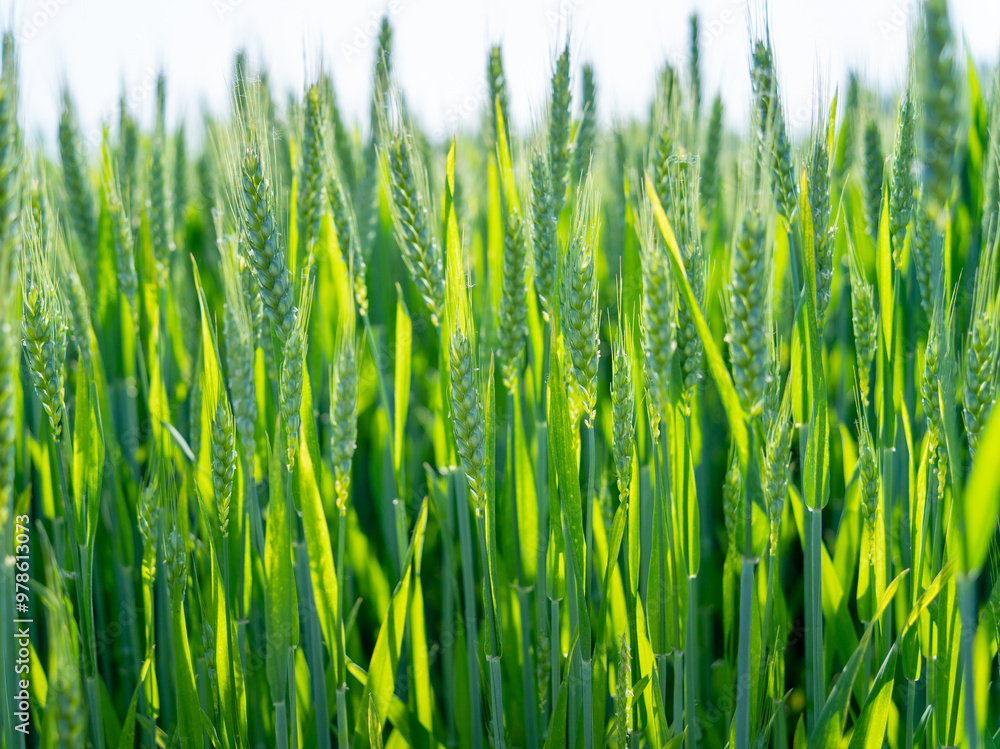 Obraz premium Rice under the Sun