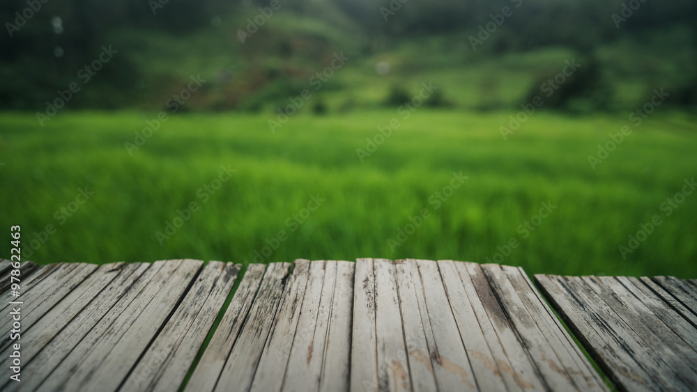 Fototapeta premium View of rice fields from the balcony,Rice field view from balcony, nature background