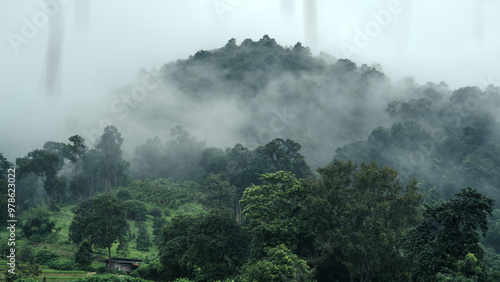 Trees and fog in the rainy season