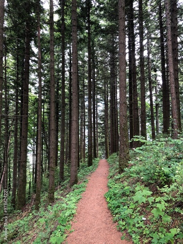 View of a hiking trail through evergreen trees