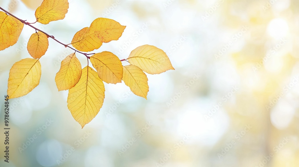 Golden Autumn Branch: Close-Up of Vibrant Yellow Leaves Against a Soft Background, Capturing the Essence of Falls Natural Beauty and Transitioning Seasons. Golden Autumn Branch: Close-Up of Vibrant Yellow Leaves Against a Soft Background, Capturing the Essence of Falls Natural Beauty and Transitioning Seasons.
