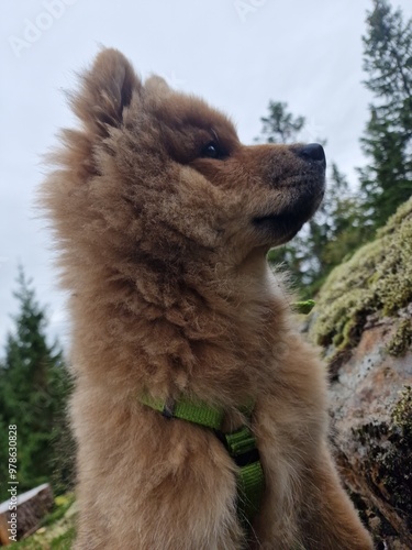 Portrait of puppy 