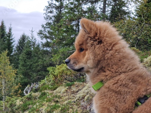 dog in forest