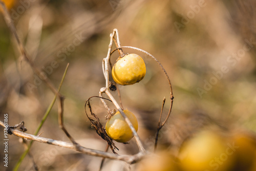 Macro shot of Solanum carolinense berries in winter photo