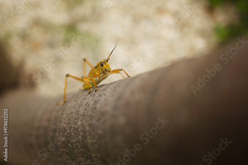Wallpaper Mural Eastern Lubber Grasshopper on Palm Tree Torontodigital.ca