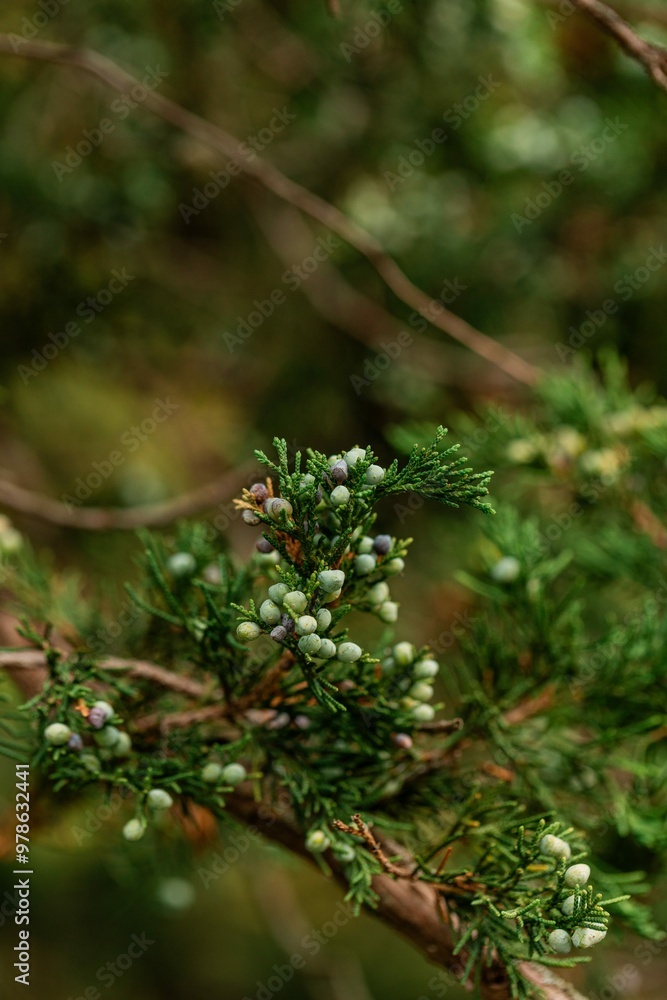 juniper berries on a cedar branch juniper berries on a cedar branch