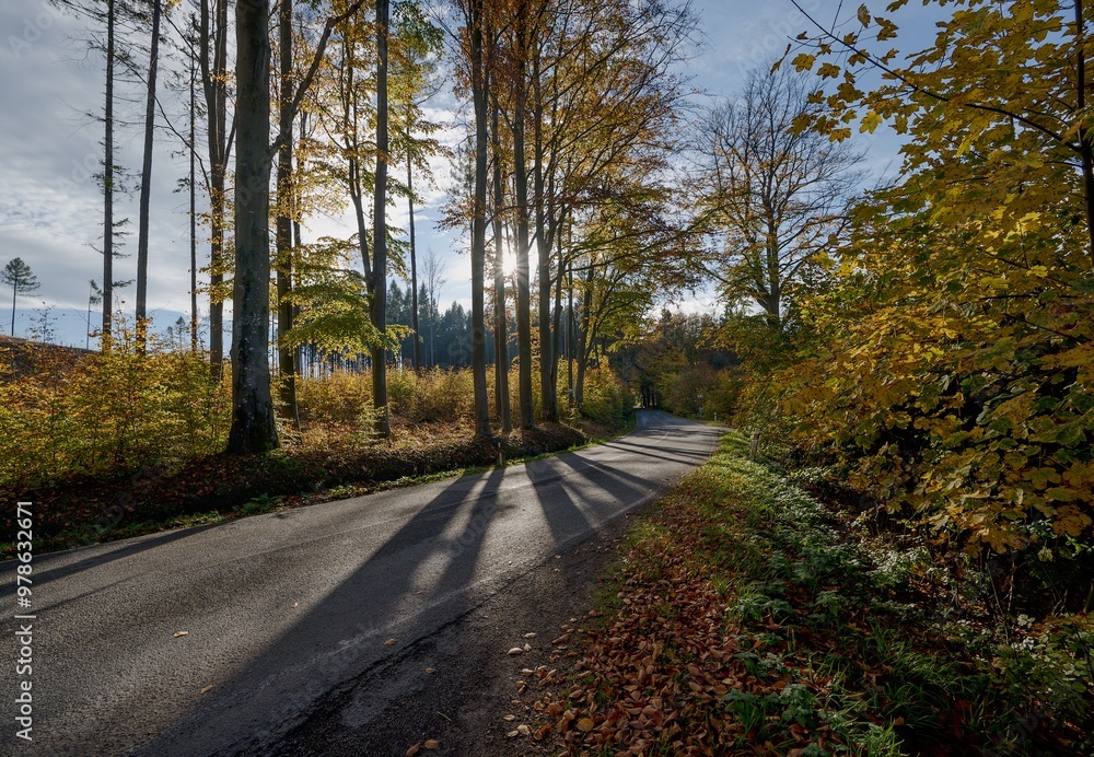 Fototapeta premium path in autumn forest