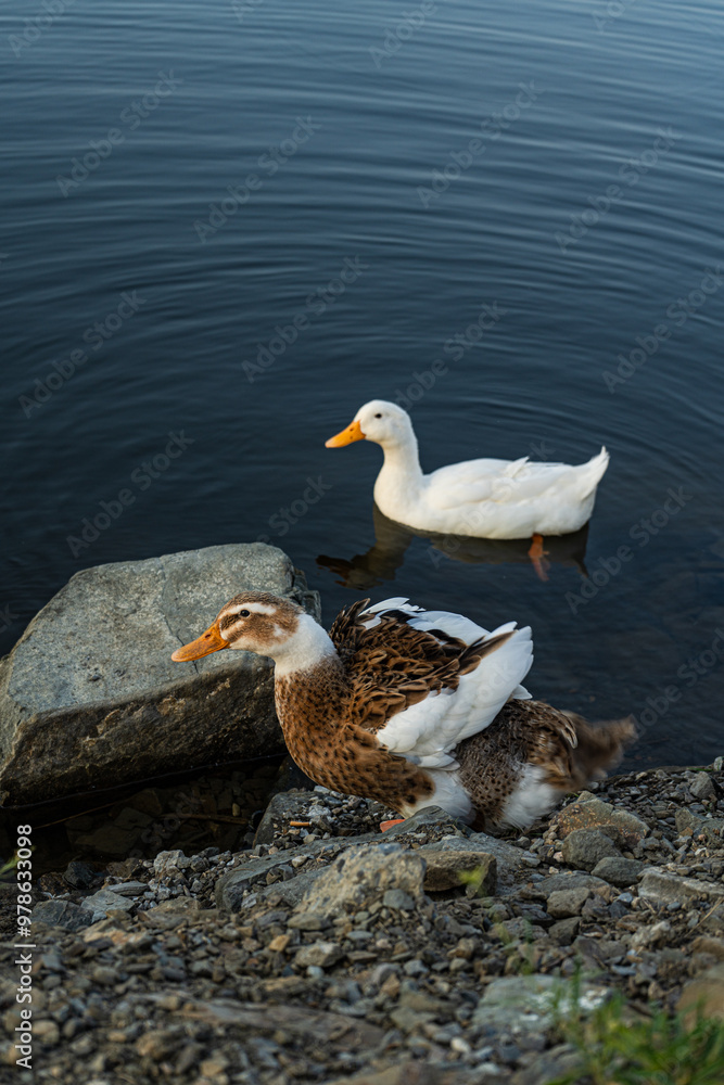 Obraz premium Wild duck birds on the lake