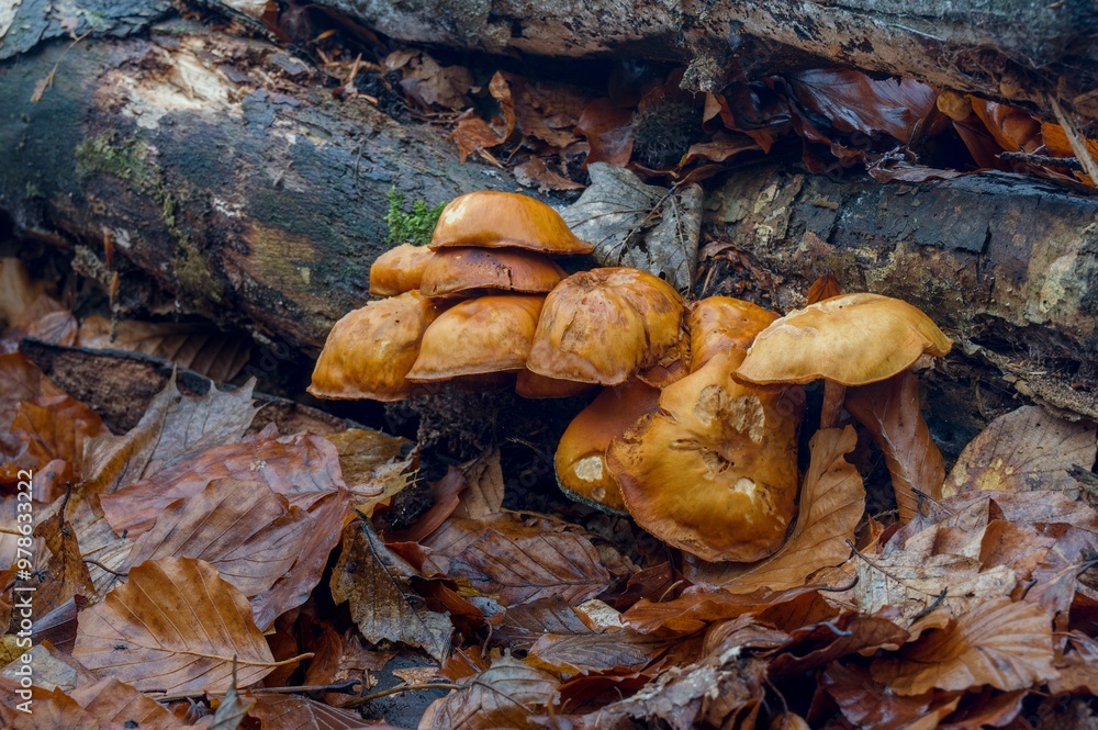 mushrooms in the forest mushrooms in the forest