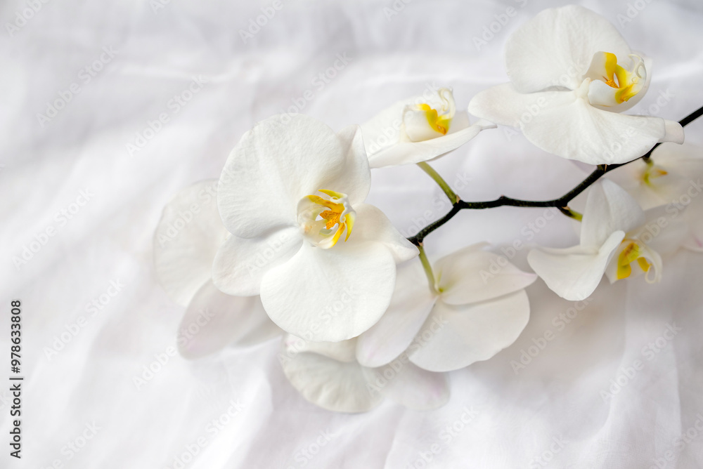 The branch of white orchids on white fabric background
The branch of white orchids on white fabric background