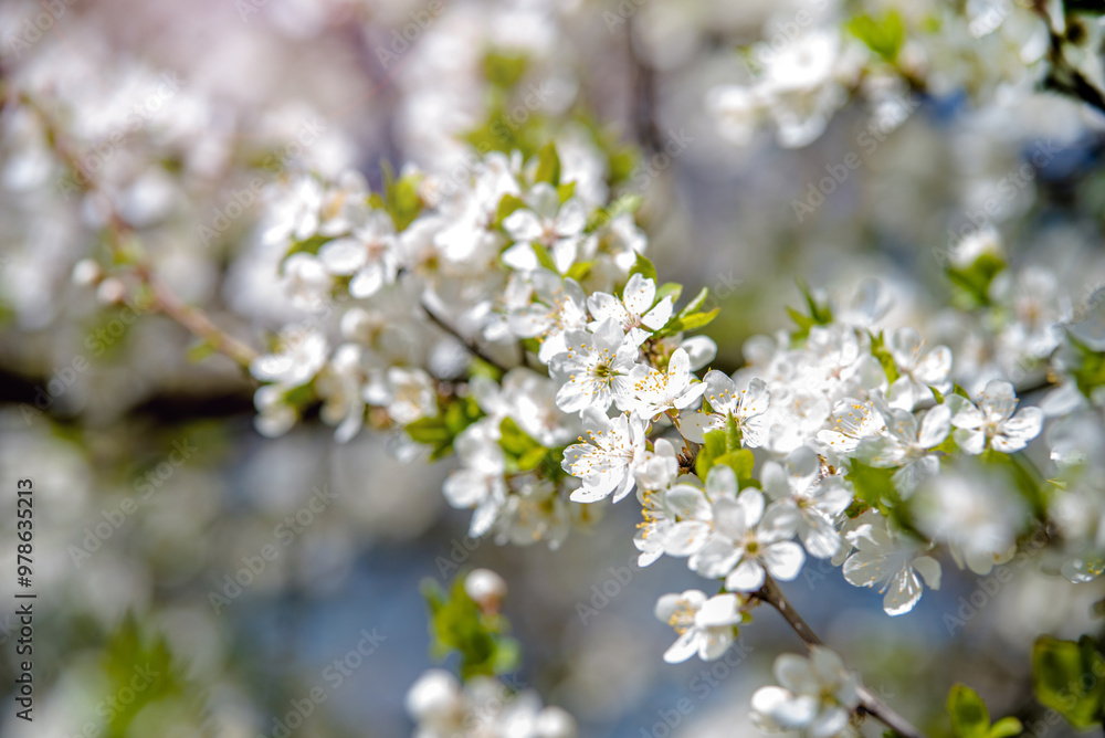 Cherry blossom branch in the garden in spring
Cherry blossom branch in the garden in spring