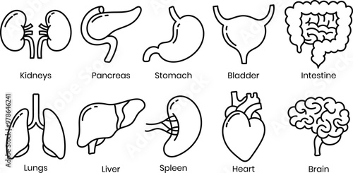 Hand drawn Human Organ Line Icon