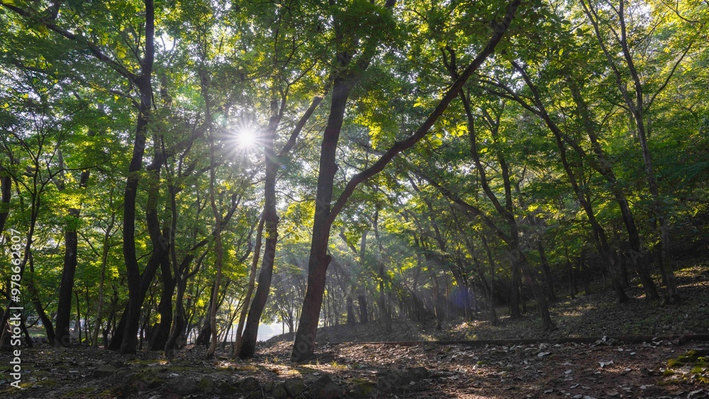 Naklejka premium 영광 불갑사 꽃무릇이 없는 꽃무릇 축제장의 아침 햇살