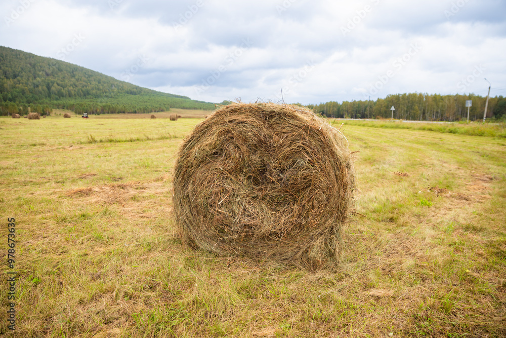 Hay round bale. Rural field with stacked hay bales against backdrop of mountain Hay round bale. Rural field with stacked hay bales against backdrop of mountain