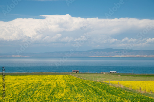 Lake water and rapeseed flowers under clear sky, Qinghai Lake, China