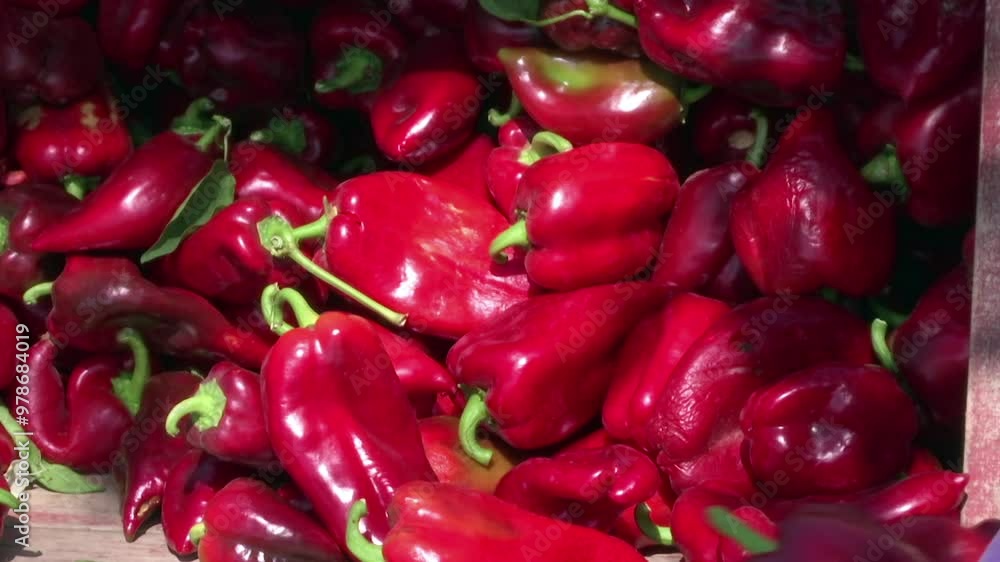 Fresh Peppers in a Pile; Farmer preparing peppers for the market Fresh Peppers in a Pile; Farmer preparing peppers for the market