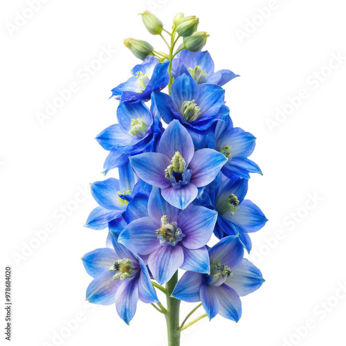  Delphinium Flower Isolated on Transparent Background - High-Quality Botanical Image