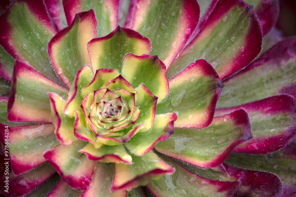 Closeup of foliage of Aeonium 'Mardi Gras' in a garden in early autumn Closeup of foliage of Aeonium 'Mardi Gras' in a garden in early autumn