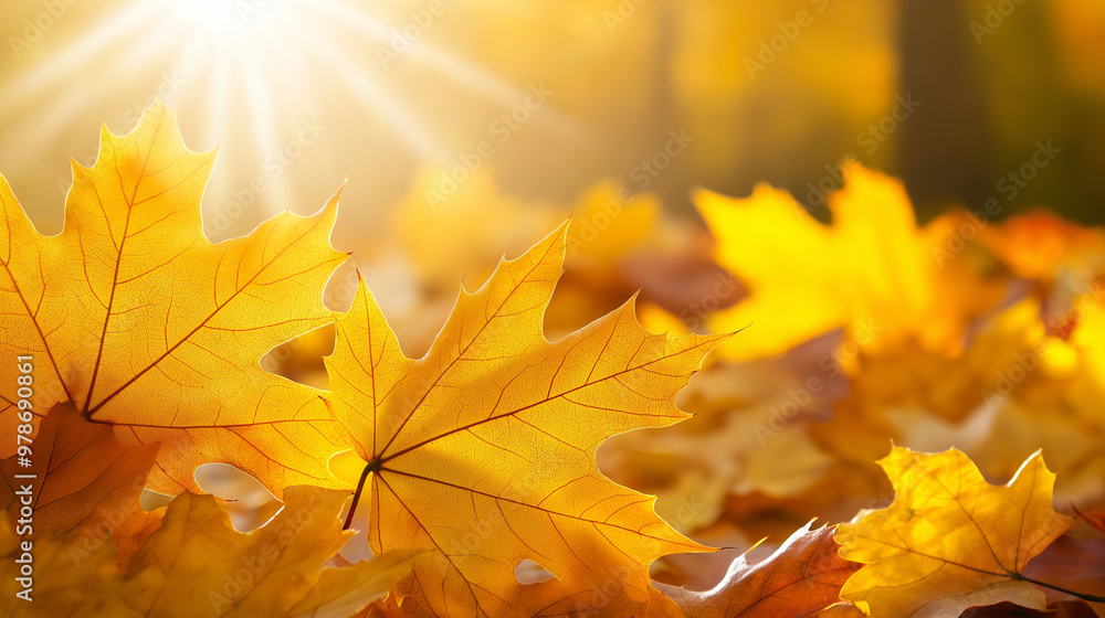 close up of autumn leaves on the ground, sunlight, autumn background, thanks giving close up of autumn leaves on the ground, sunlight, autumn background, thanks giving