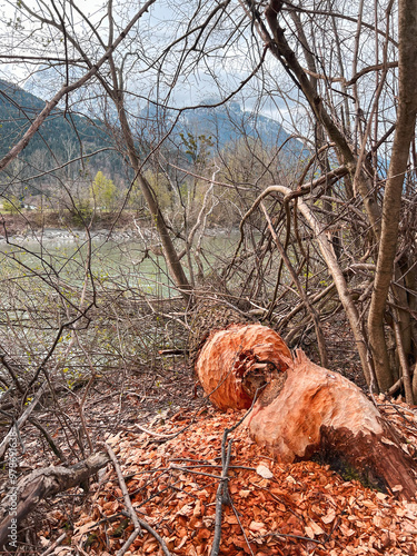 Beaver dam built with sticks and surrounded by greenery