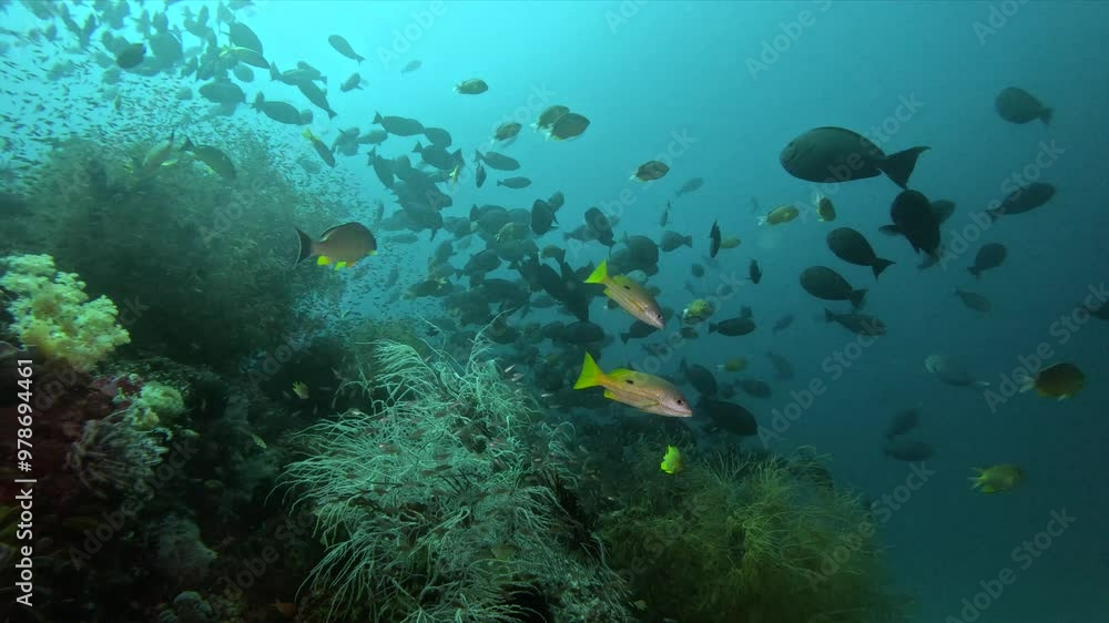 Tropical Coral Reef with many different schools of fish in Indonesia Tropical Coral Reef with many different schools of fish in Indonesia