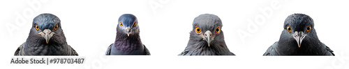 pigeon face shot isolated on transparent background