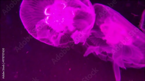 the amazingly diverse and very colorful world of seas and oceans