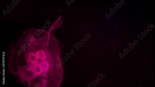 the amazingly diverse and very colorful world of seas and oceans