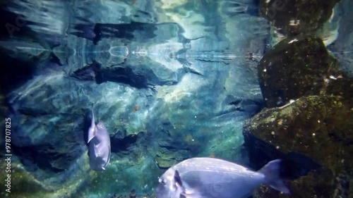 the amazingly diverse and very colorful world of seas and oceans