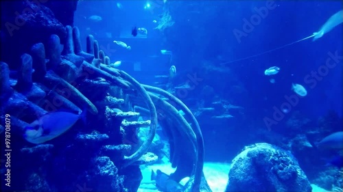 the amazingly diverse and very colorful world of seas and oceans