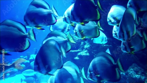 the amazingly diverse and very colorful world of seas and oceans