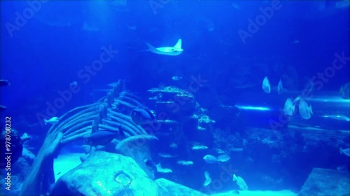 the amazingly diverse and very colorful world of seas and oceans