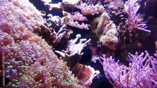 the amazingly diverse and very colorful world of seas and oceans