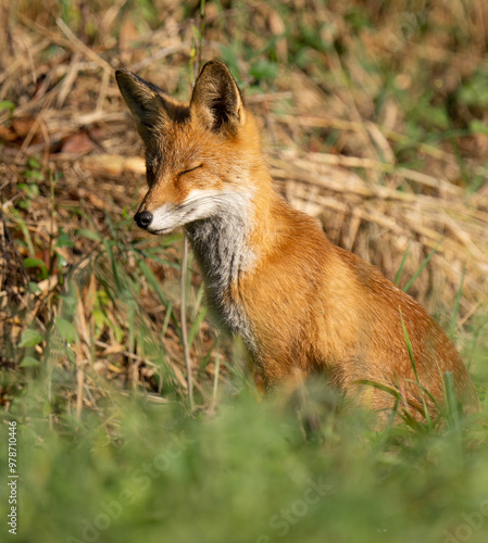 the fox is resting, red fox in the wild, animal rest, animal is sleeping