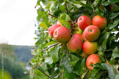 Ripe red apples growing on the tree, healthy fruits on platation, harvest in summer or autumn, agriculture farm, garden photo