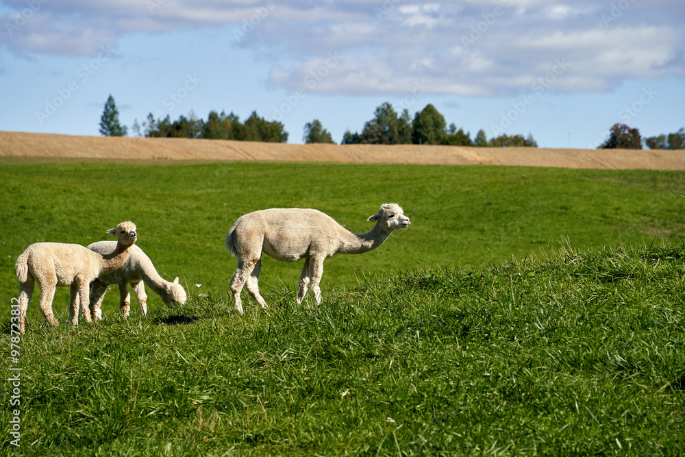 Importing Alpacas to Norway Since 2005: Aiming for High-Quality Fiber Production to Promote Sustainable and Eco-Friendly Textile Alternatives Importing Alpacas to Norway Since 2005: Aiming for High-Quality Fiber Production to Promote Sustainable and Eco-Friendly Textile Alternatives