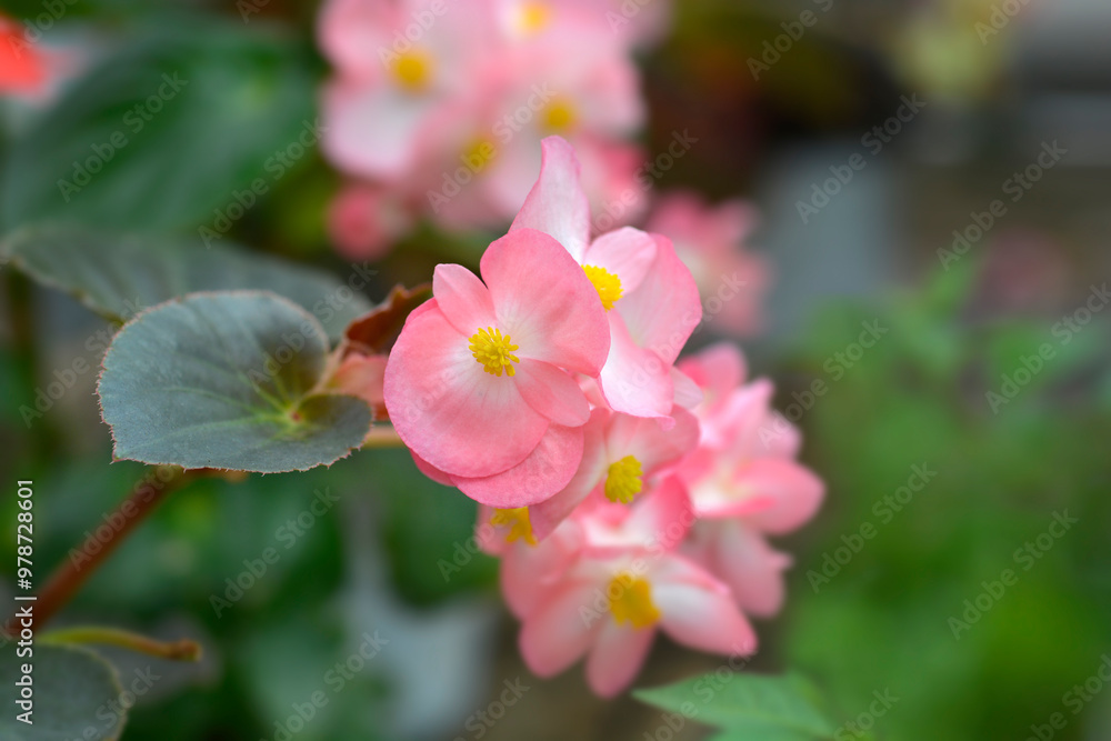 Obraz premium Begonia Big flowers