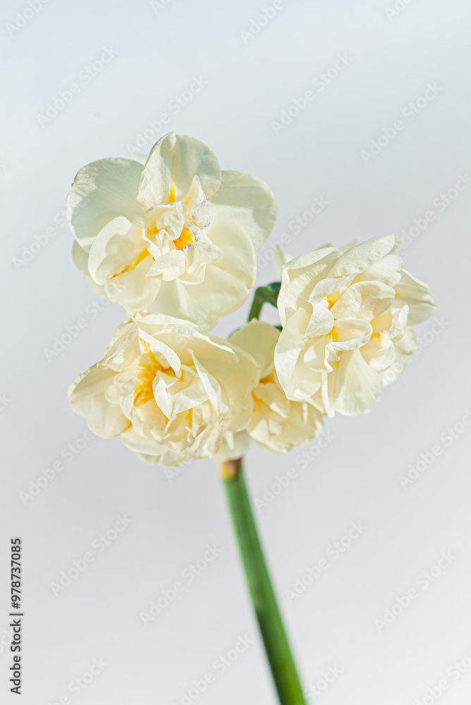 Obraz premium fresh narcissus on the white background