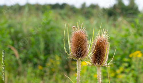 Fotografija Wild dry thistles flower in summer, milk thistle meadow blooming, Silybum marian