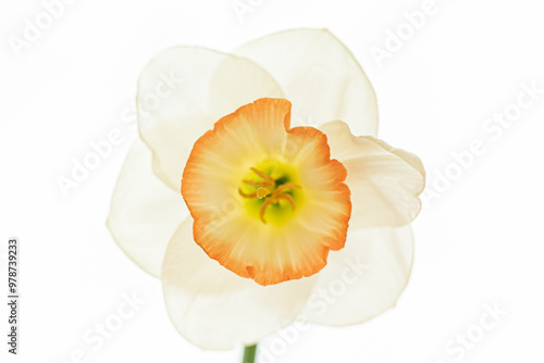 fresh narcissus on the white background photo