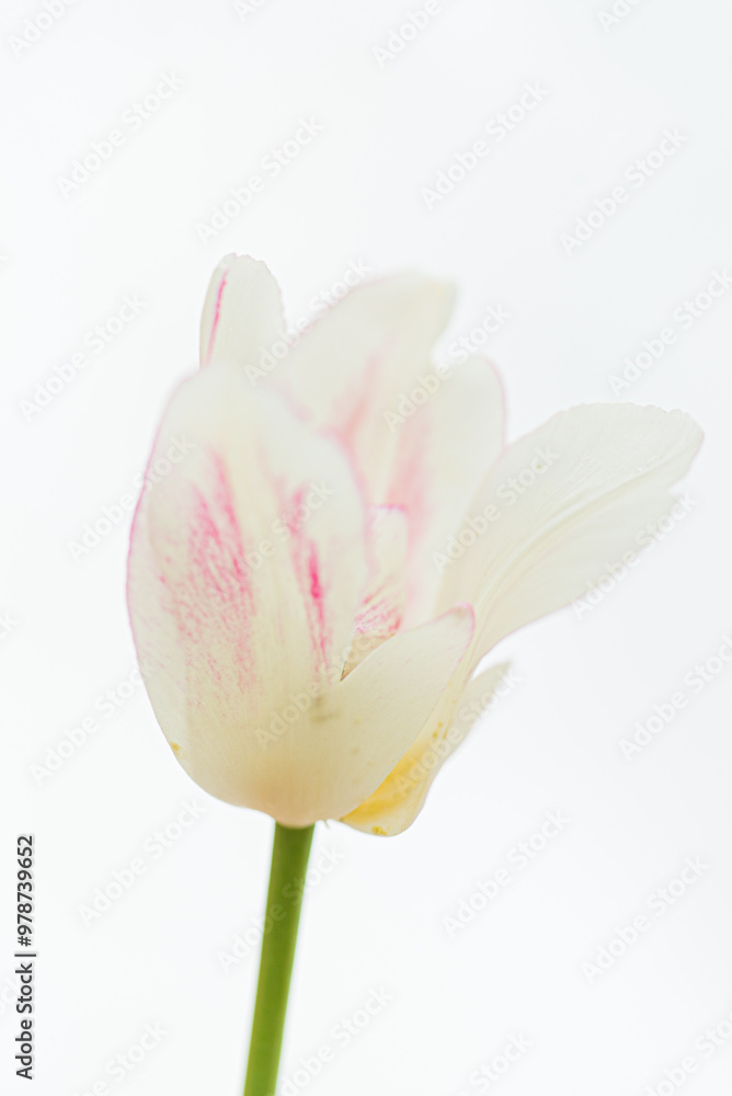 Obraz premium fresh tulip on the white background