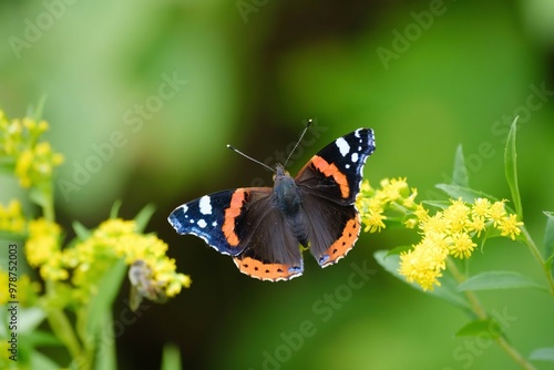 Red admiral butterfly on a flower photo