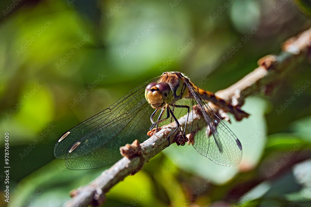 Große Heidelibelle ( Sympetrum striolatum ). Große Heidelibelle ( Sympetrum striolatum ).
