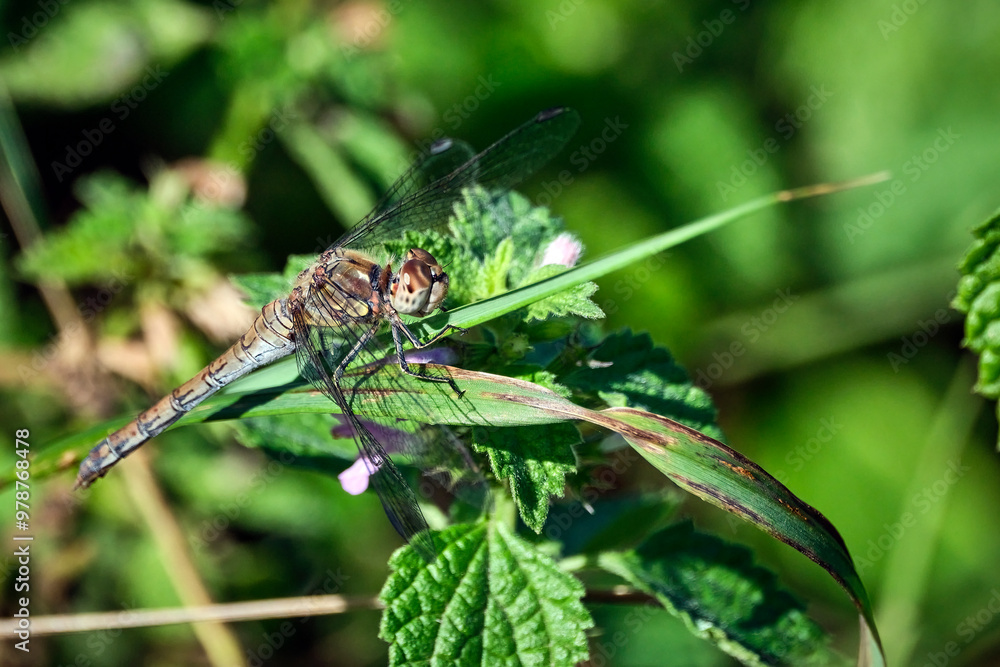 Große Heidelibelle ( Sympetrum striolatum ). Große Heidelibelle ( Sympetrum striolatum ).