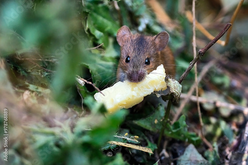 Brandmaus ( Apodemus agrarius ). photo