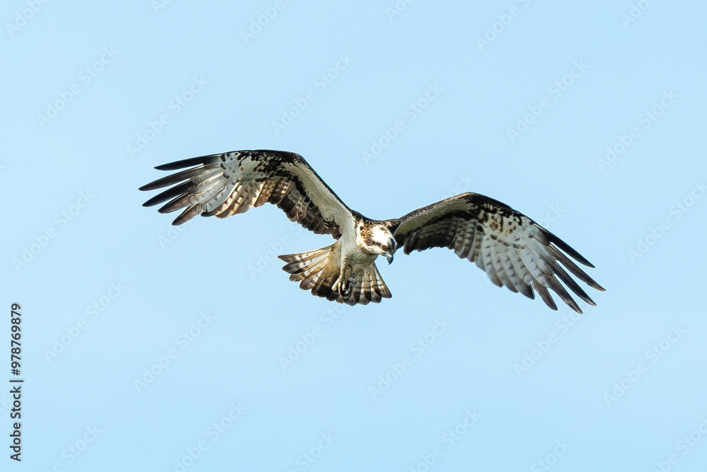 Balbuzard pêcheur, Pandion haliaetus, Western Osprey Balbuzard pêcheur, Pandion haliaetus, Western Osprey