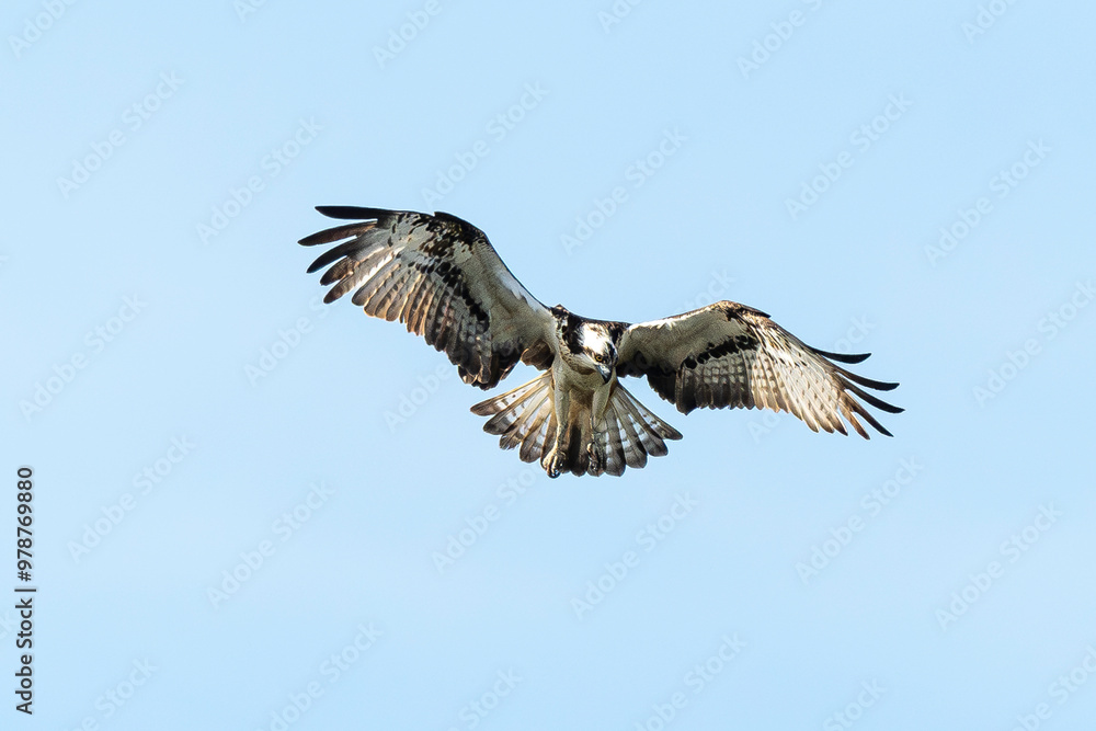 Balbuzard pêcheur, Pandion haliaetus, Western Osprey Balbuzard pêcheur, Pandion haliaetus, Western Osprey