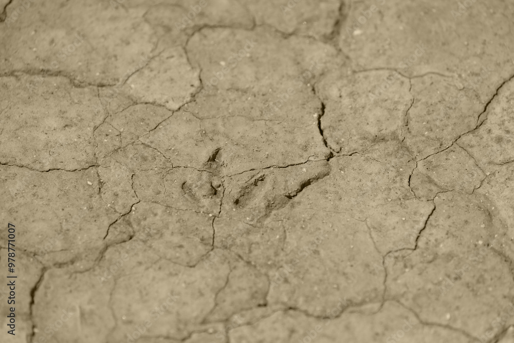 Fototapeta premium Dried out soil dryness drought