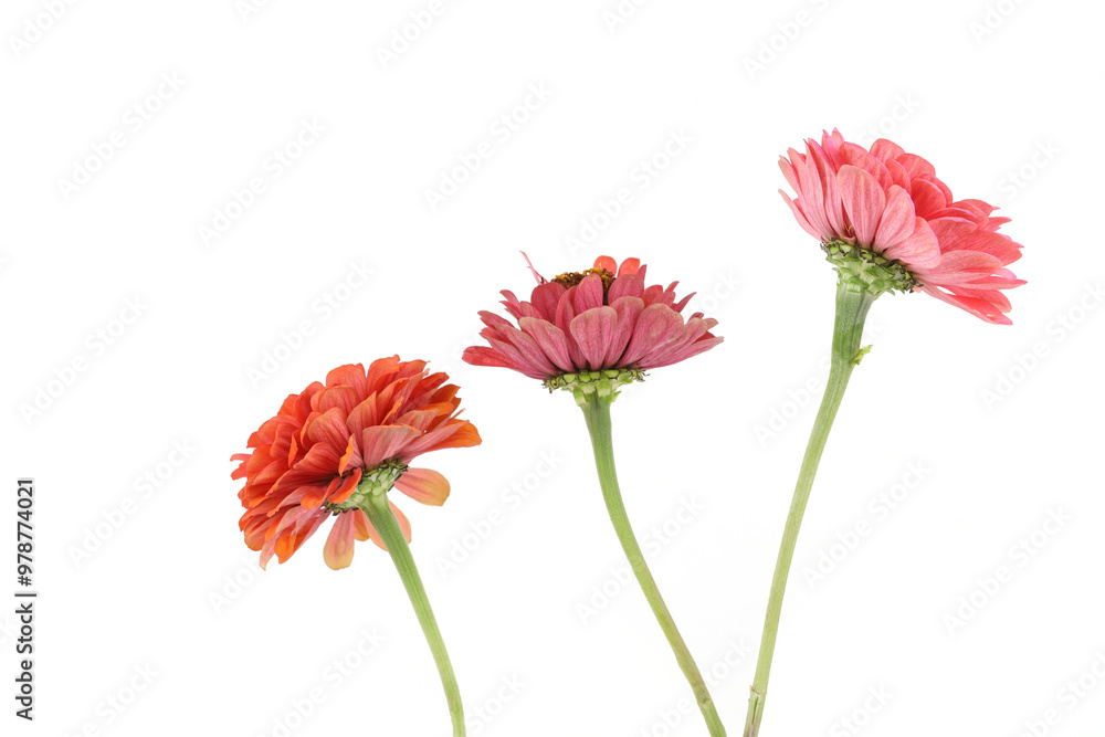 Flowers Zinnia isolated on white background. Blooming beautiful colorful flowers Zinnia. Colorful flowers Zinnia elegans dahlienflora. Flowers Zinnia isolated on white background. Blooming beautiful colorful flowers Zinnia. Colorful flowers Zinnia elegans dahlienflora.